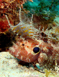 A rare Quillfin Blenny found at 60 fsw off Mabouya Island... by William Goodwin 